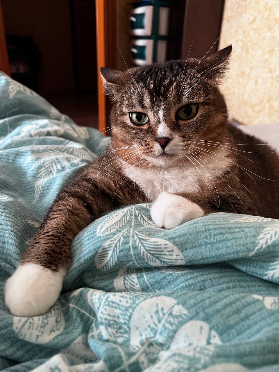 Кошка Сима